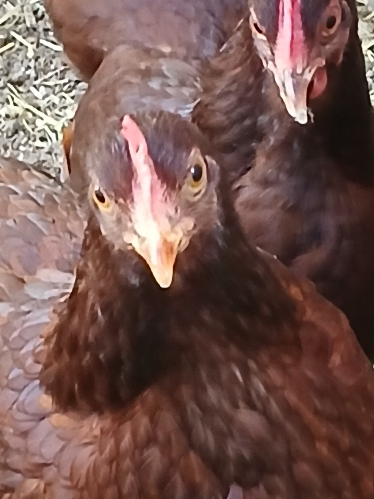 Rhode Island Red kriel jonge henen., Dieren en Toebehoren, Pluimvee, Meerdere dieren, Kip