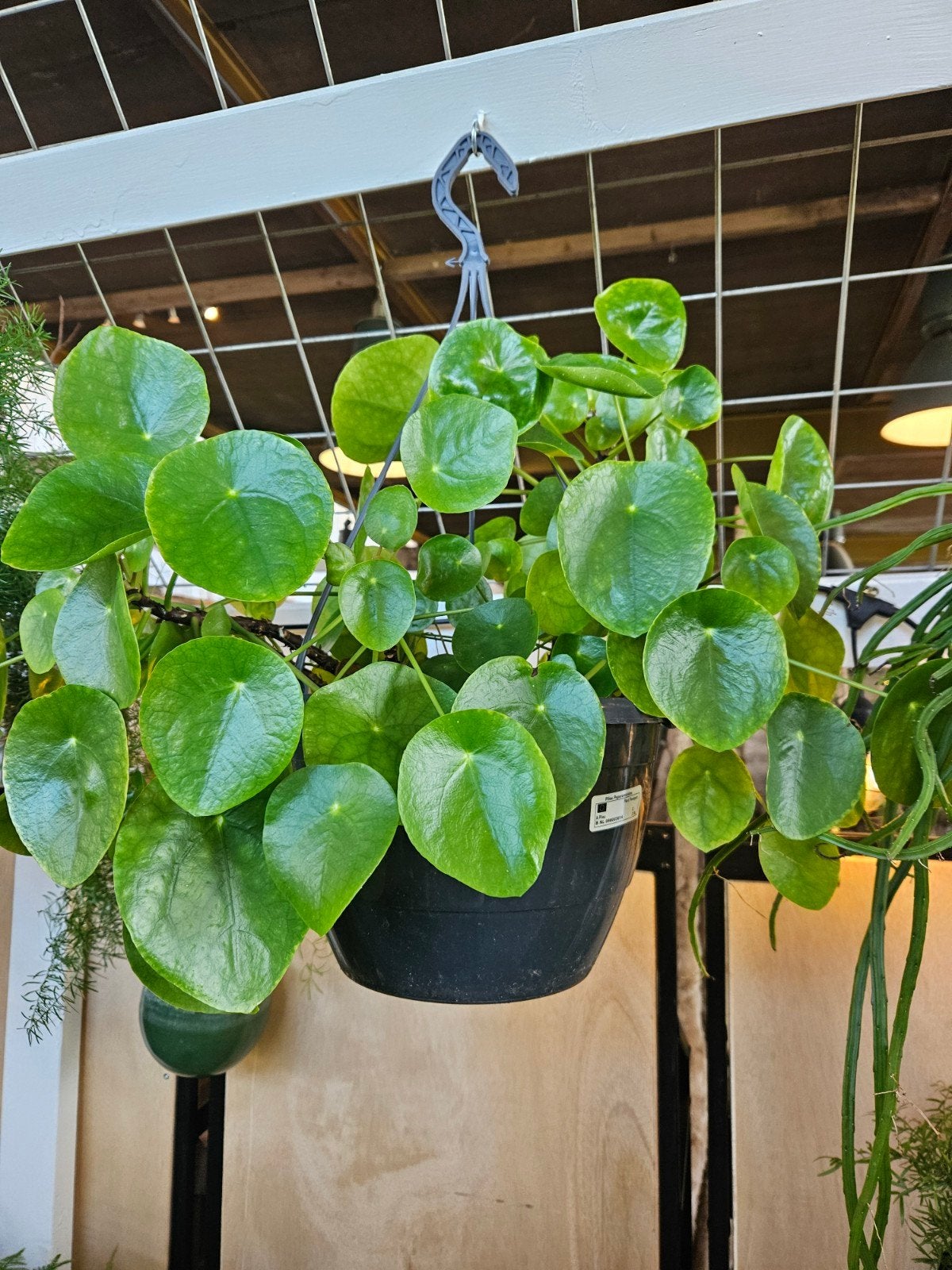 pannenkoek plant "WOONWINKEL RUSTIEK ", Ophalen, Halfschaduw, Minder dan 100 cm