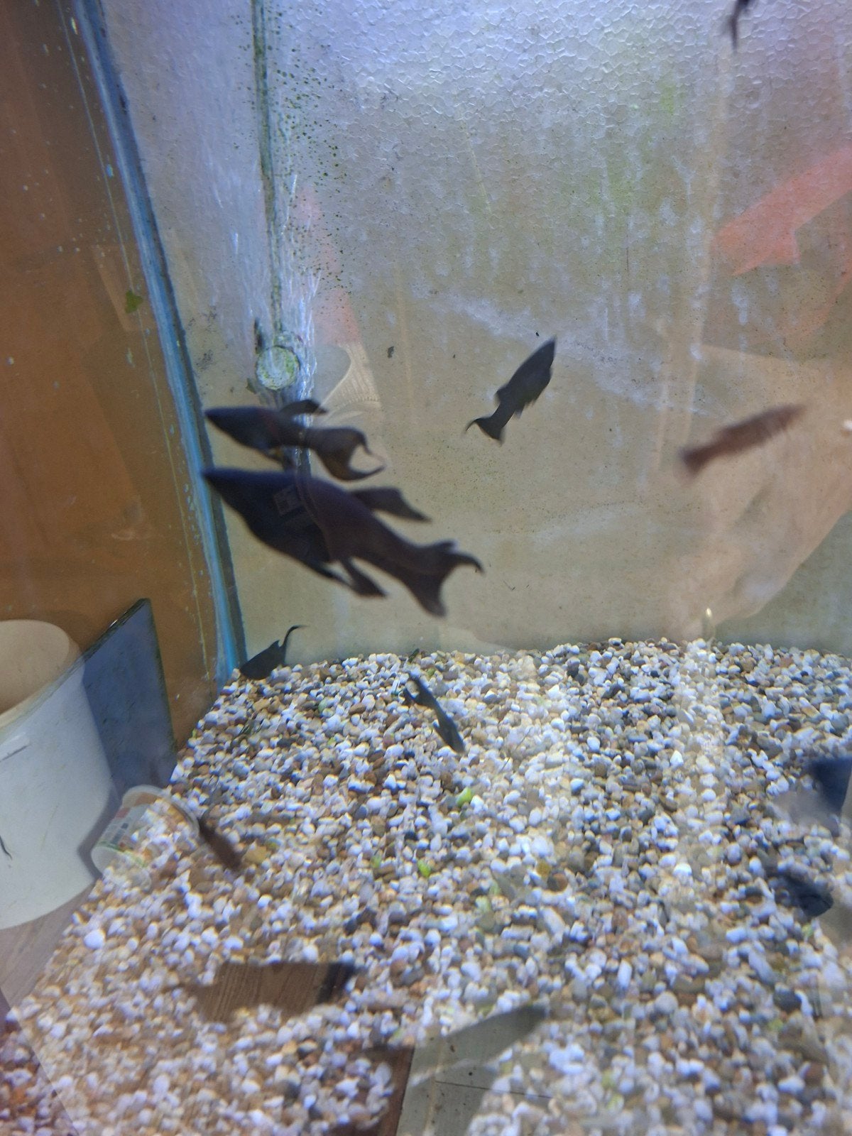 Black Molly sluier, Dieren en Toebehoren, Vis