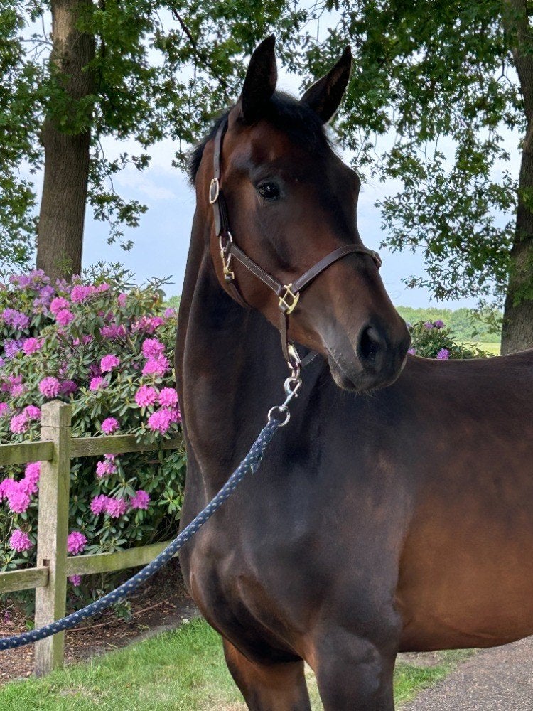 Zeer aansprekende 4-jarige dressuurmerrie, Merrie, Met stamboom, Dressuurpaard, Zadelmak