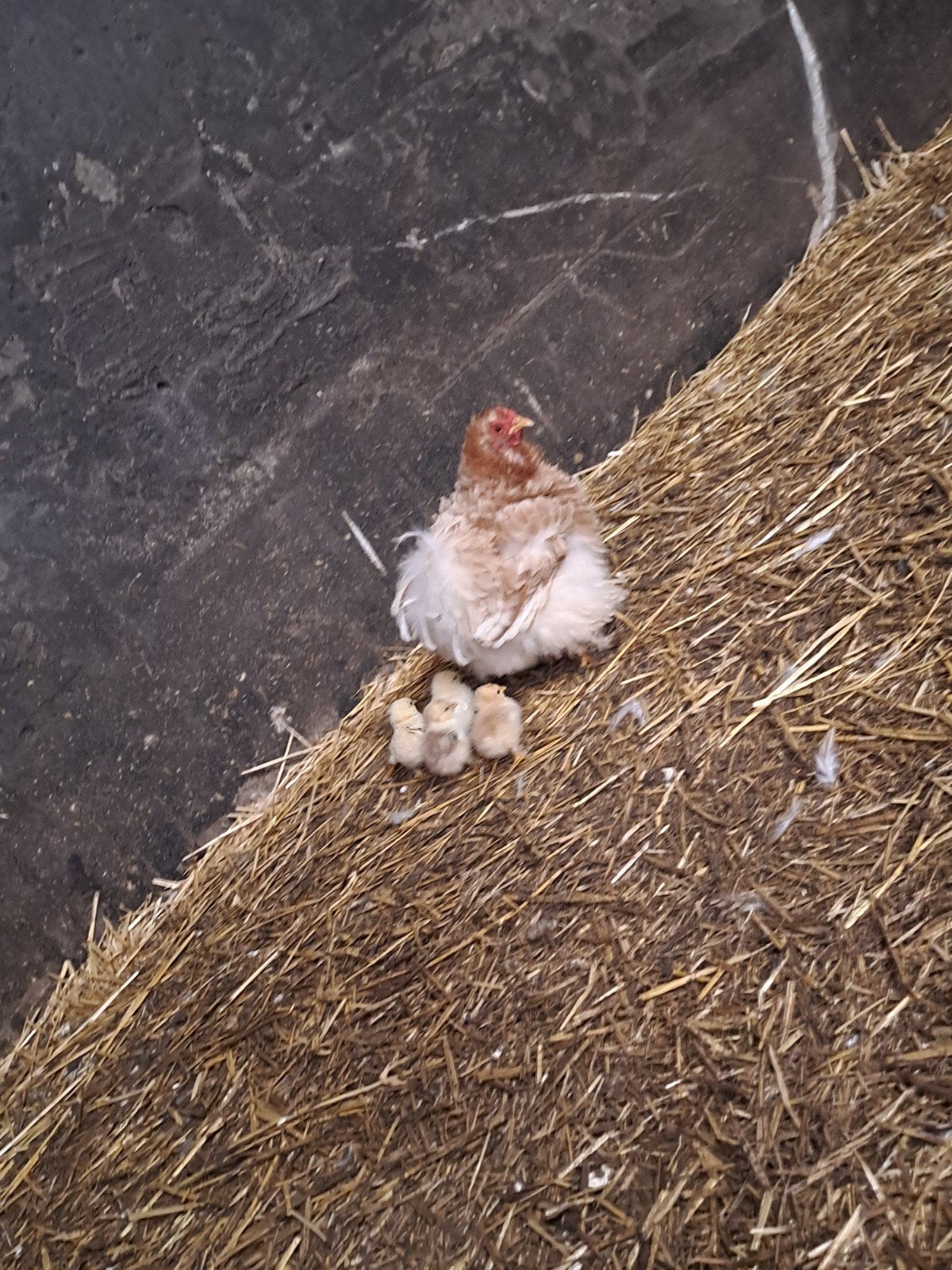 cochin kriel kloek met 4 kuikens, Dieren en Toebehoren, Pluimvee