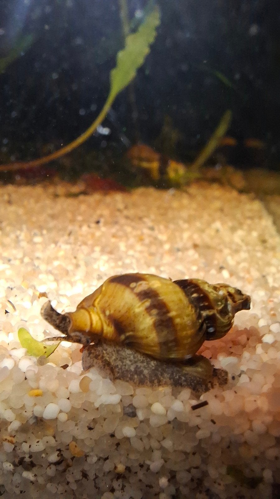 Gratis afhalen Helena slak graag zo snel mogelijk, Dieren en Toebehoren, Vissen | Aquariumvissen, Slak of Weekdier