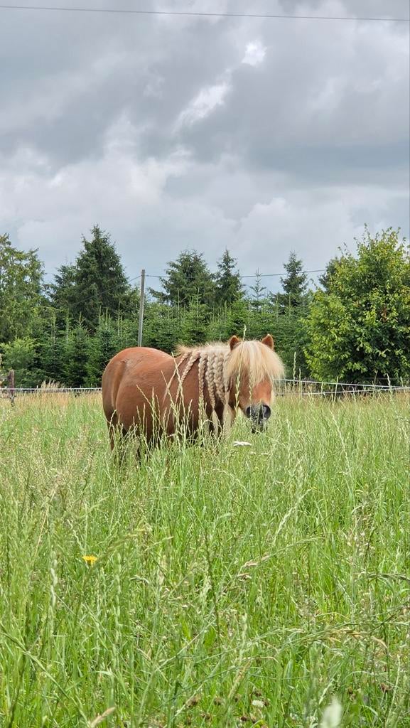 Pensionstalling voor (mini)shetlander, Weidegang, 1 paard of pony