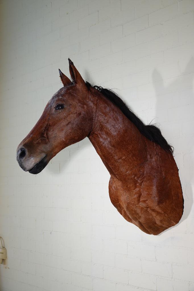 paard taxidermy opgezet paardenhoofd maffia, Ophalen, Zo goed als nieuw, Hert, Gewei of Kop