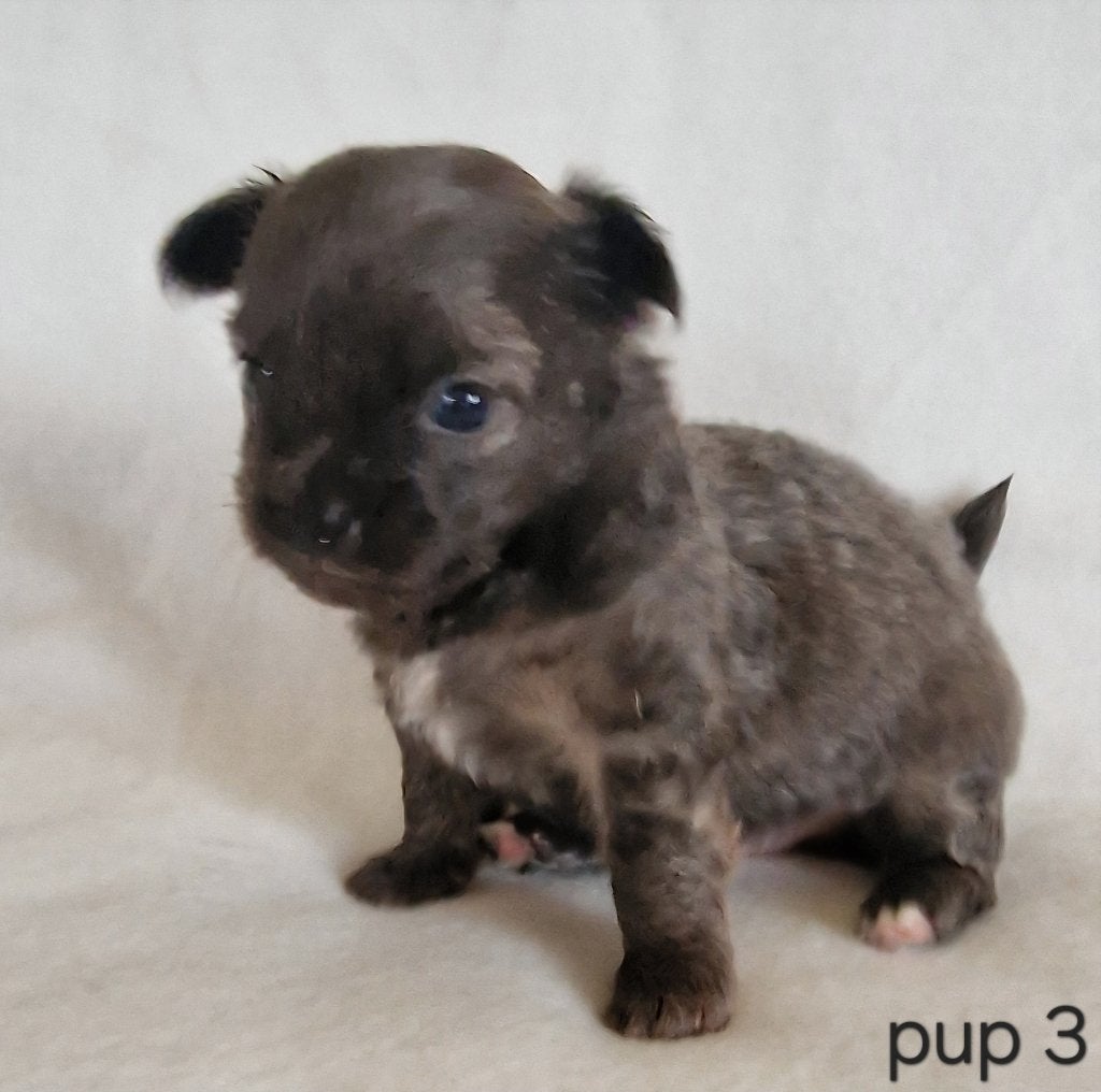 Chihuahua pups, België, Particulier, 8 tot 15 weken, Parvo