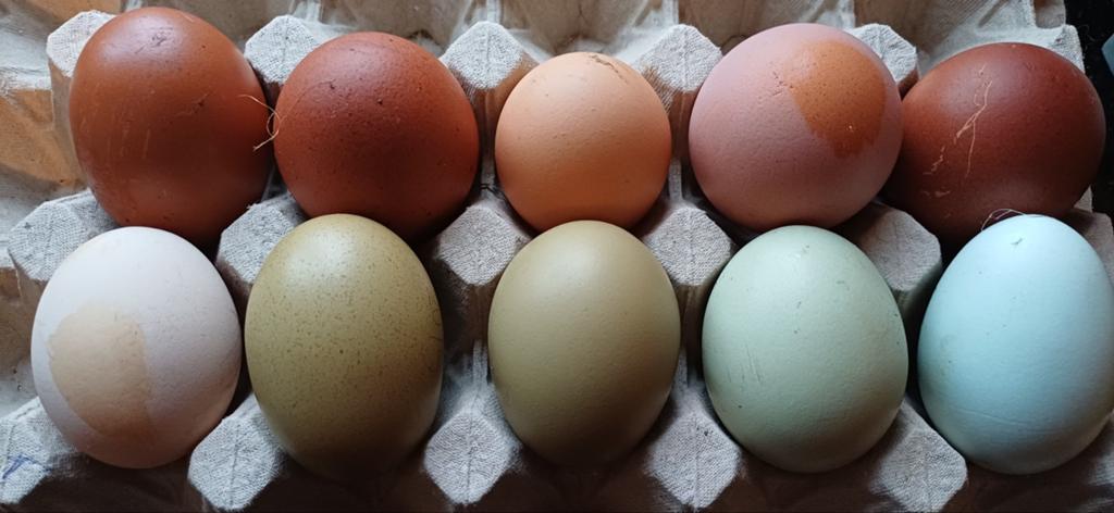 Broedeieren kleurleggers- regenboog- araucana olijf groen, Geslacht onbekend, Kip