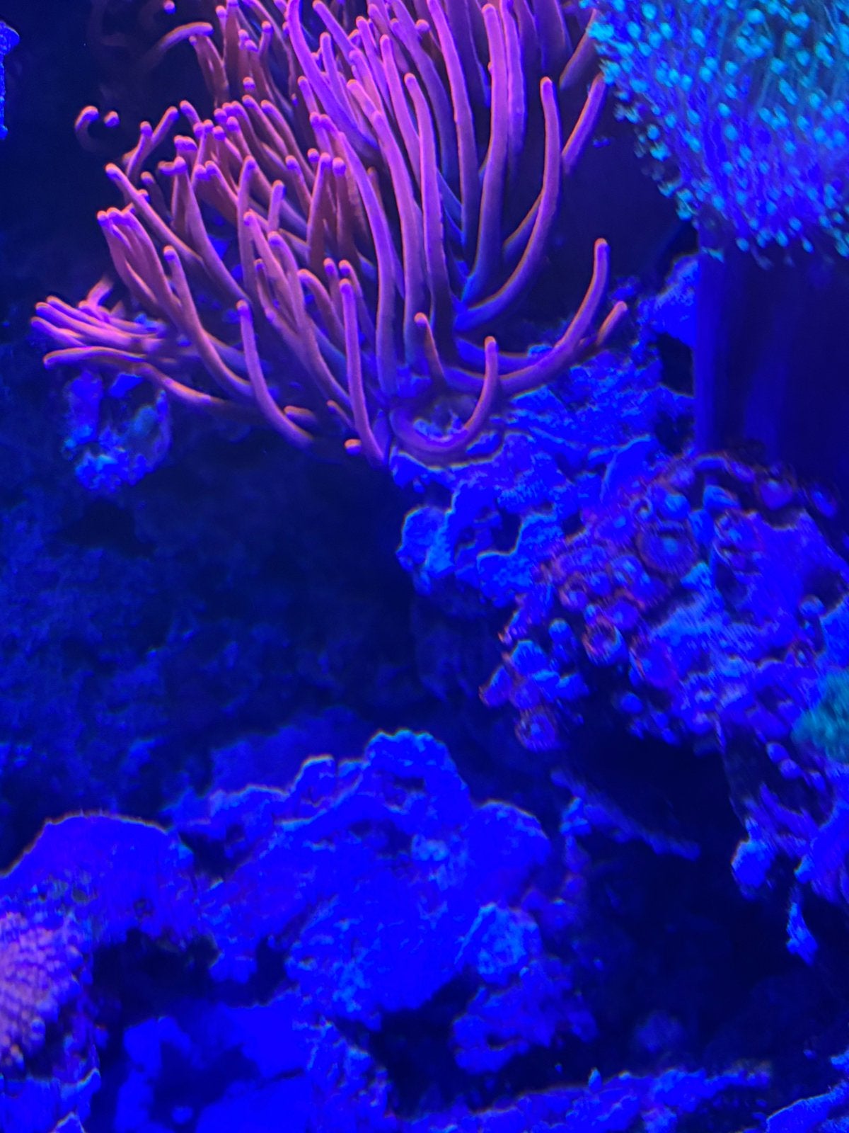 Oranje zoanthus koraalstek en montipora, Overige typen, Zoutwatervis