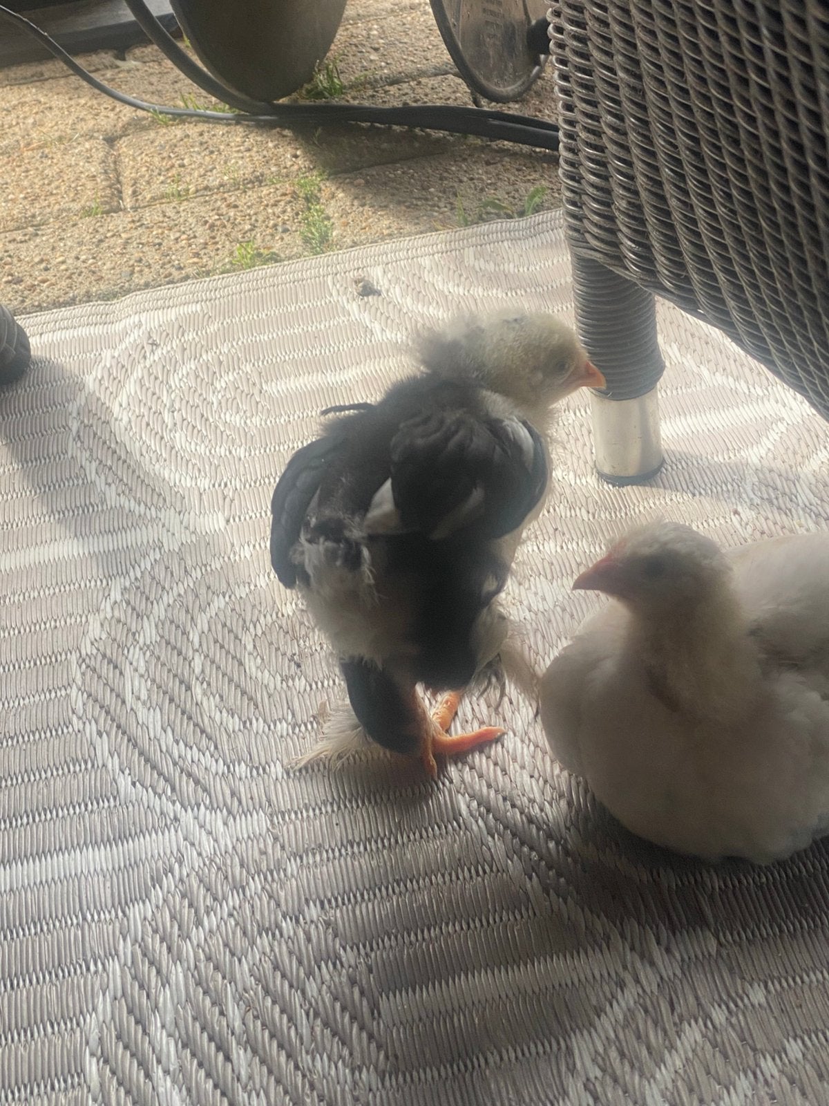 Twee prachtige brahma kuikens, Geslacht onbekend, Kip