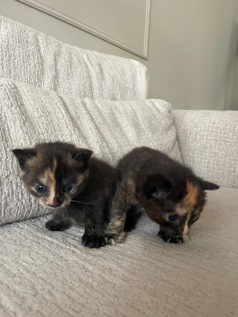 2 Schildpad zusjes en  2 broertjes zoeken een thuis, Meerdere dieren