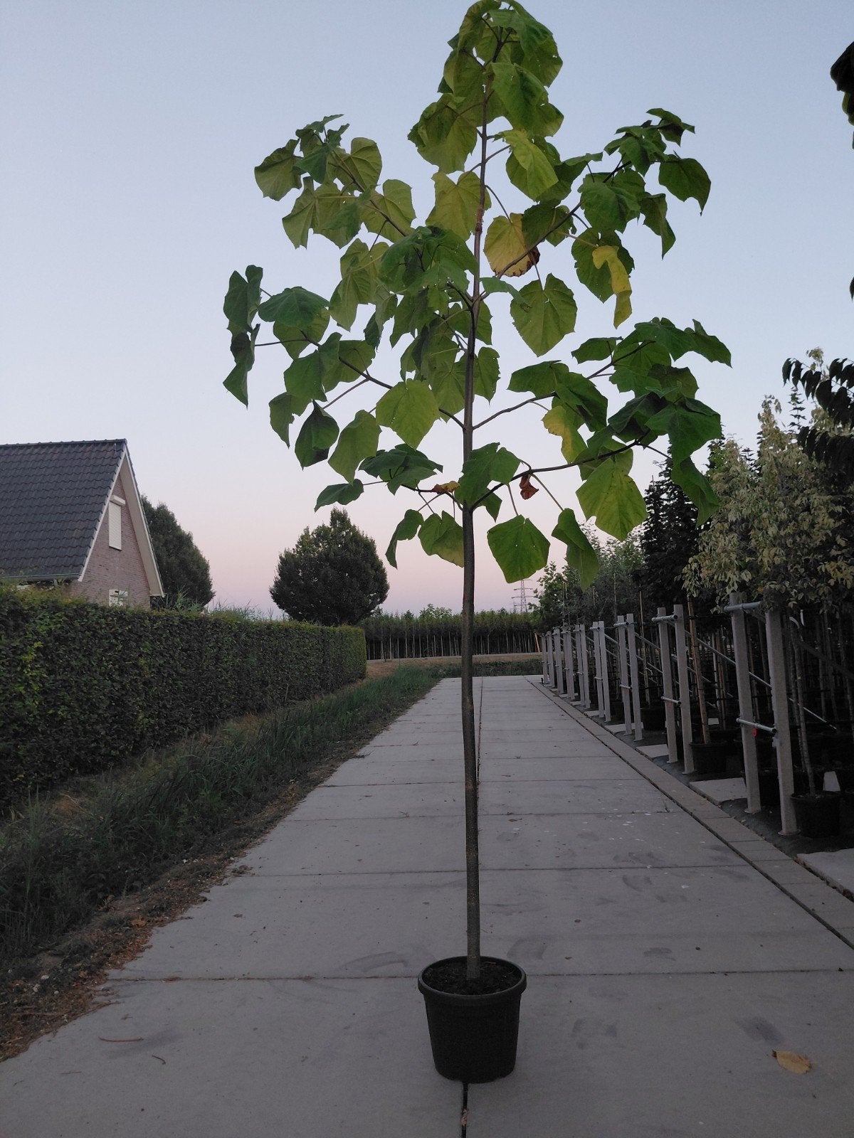 paulownia tomentosa, Bloeit niet, Overige soorten, 250 tot 400 cm, Ophalen