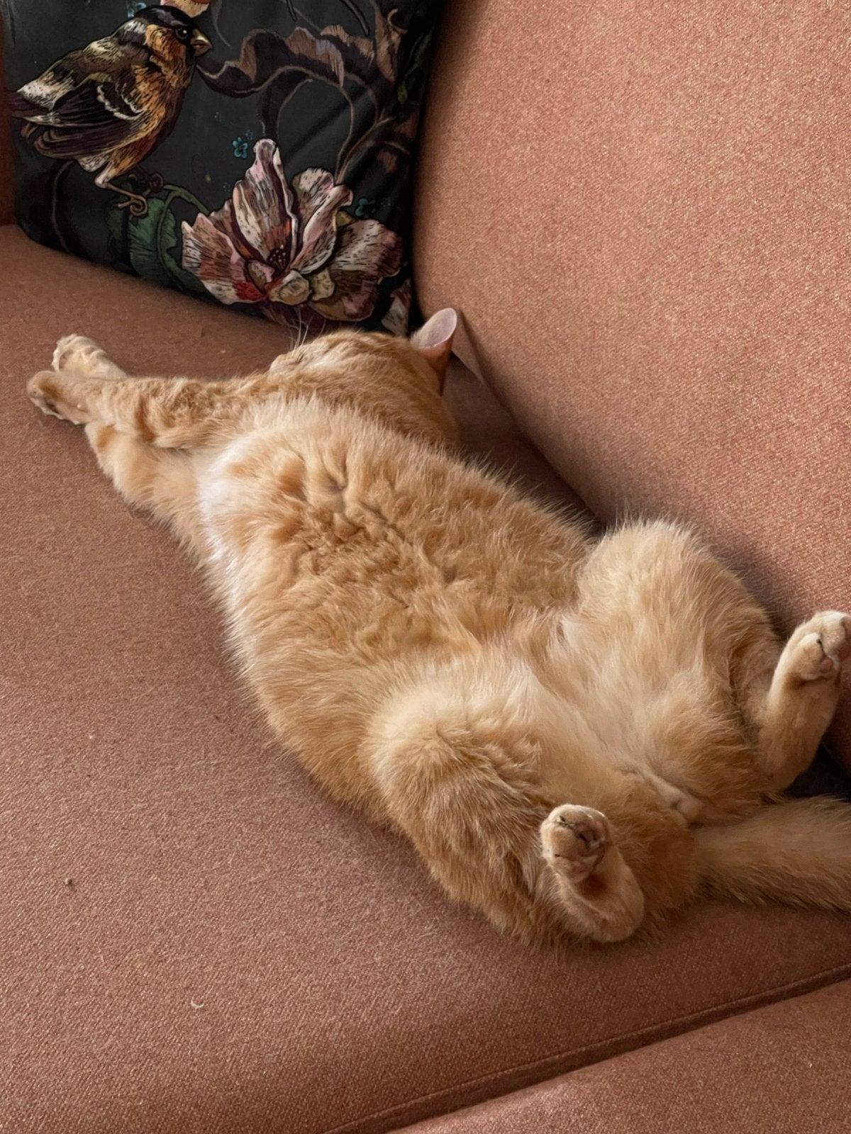 Oppas voor Arie in december 2026, Dieren en Toebehoren, Kater