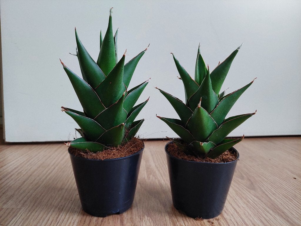 Sansevieria (Pinguicula?) - Sanseveria / Vrouwentong H:20 cm, Huis en Inrichting, Kamerplanten, Ophalen, Vetplant, Halfschaduw