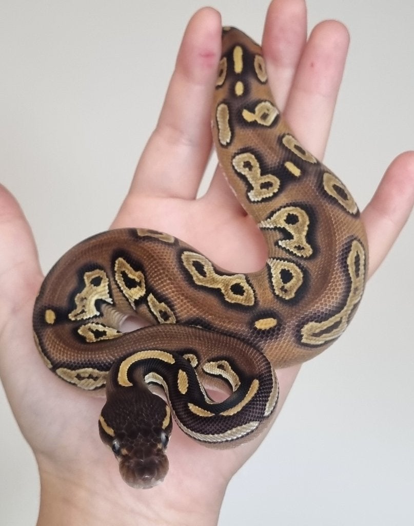 0.1 black head mojave 66% het dreamsicle Ball Python - female for sale from Snakesnballoons