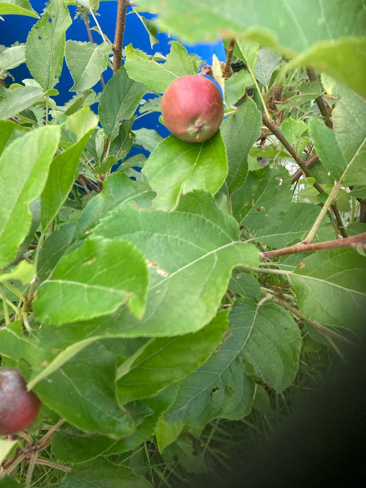 Biologische Fruitbomen in Pot: Pruim, Appel, Peer, Kers, Tuin en Terras, Planten | Fruitbomen, Ophalen, In pot, Pruimenboom