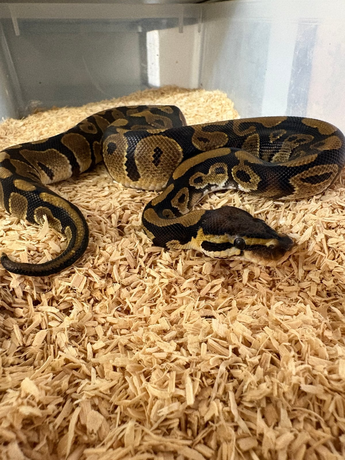 Man wildkleur dh clown dg ballpython koningspython. Ball Python photo 2