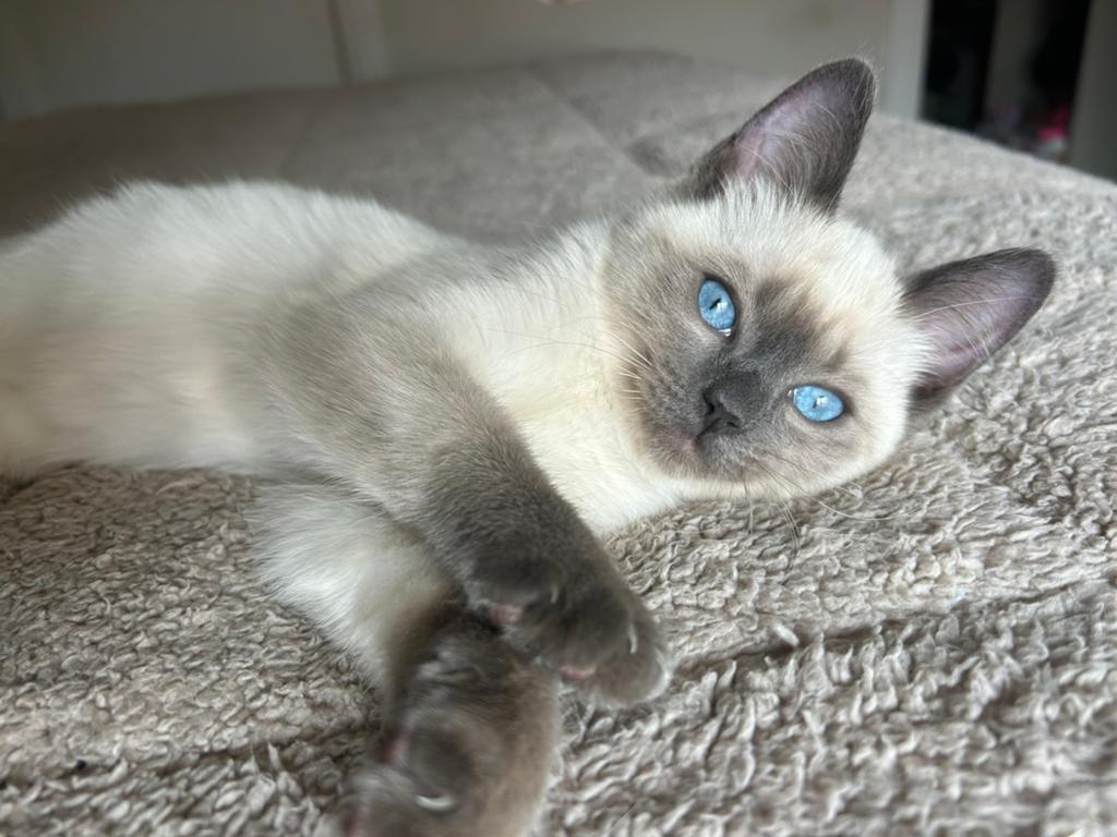 Ragdolls mannetjes geb 7 gebr mogen weg, Kater, Ontwormd, 0 tot 2 jaar