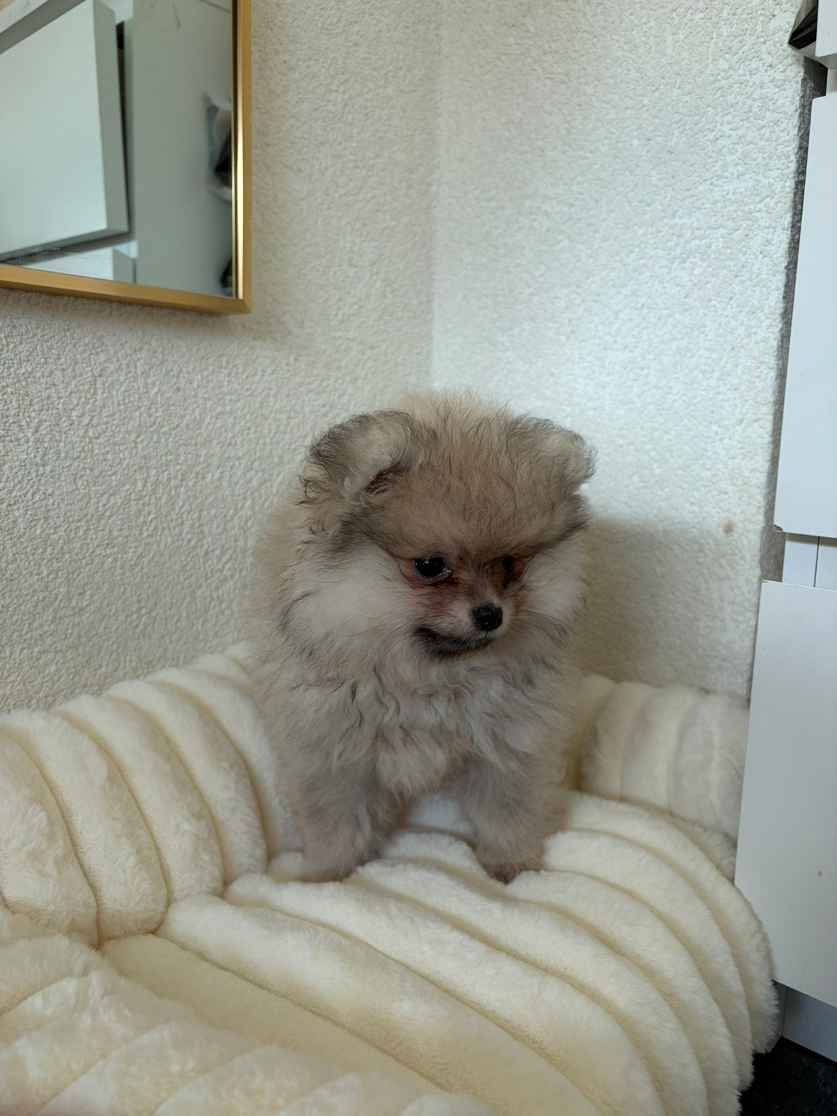 Pomeriaanse teef puppy, Parvo, 8 tot 15 weken, Teef, Eén hond