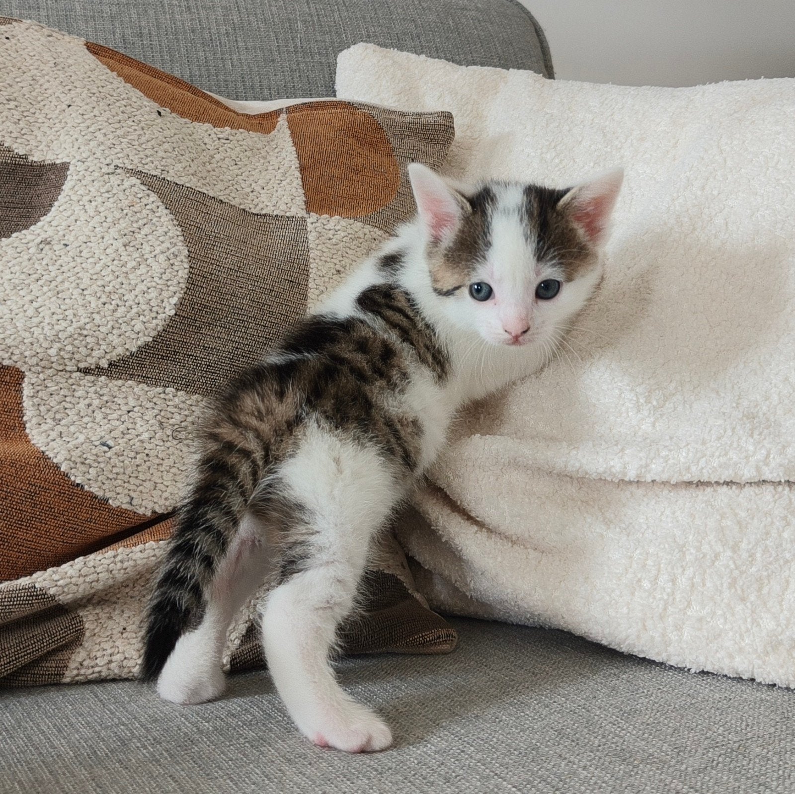 (Alleen kitten 6 nog) Lieve kittens, groeien op met kinderen, Meerdere dieren, Ontwormd
