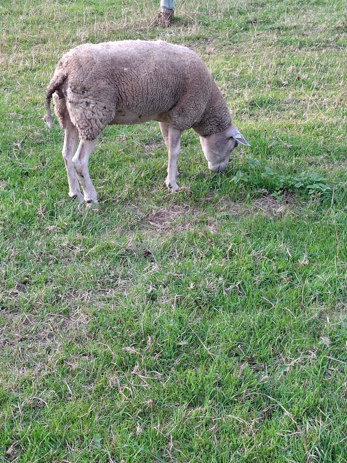 texelaar x swifter ooi, Vrouwelijk, Schaap