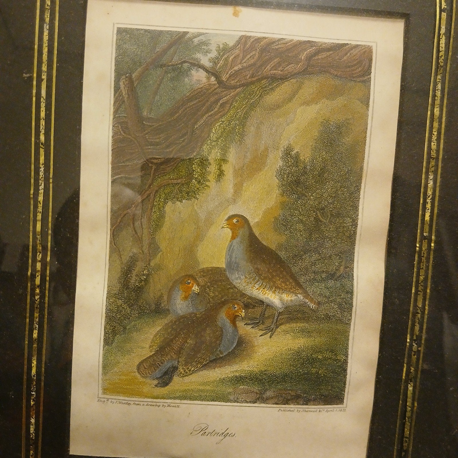Antieke Gravure: Patrijzen in Landschap - Handgekleurd, 1800 - 1899, Ophalen of Verzenden, Gravure, Flora en Fauna