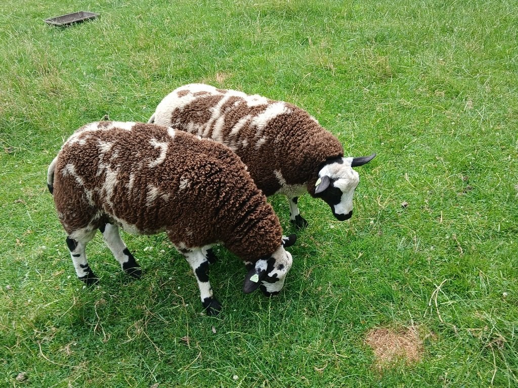 Bonte dekrammen, Mannelijk, Schaap, 0 tot 2 jaar