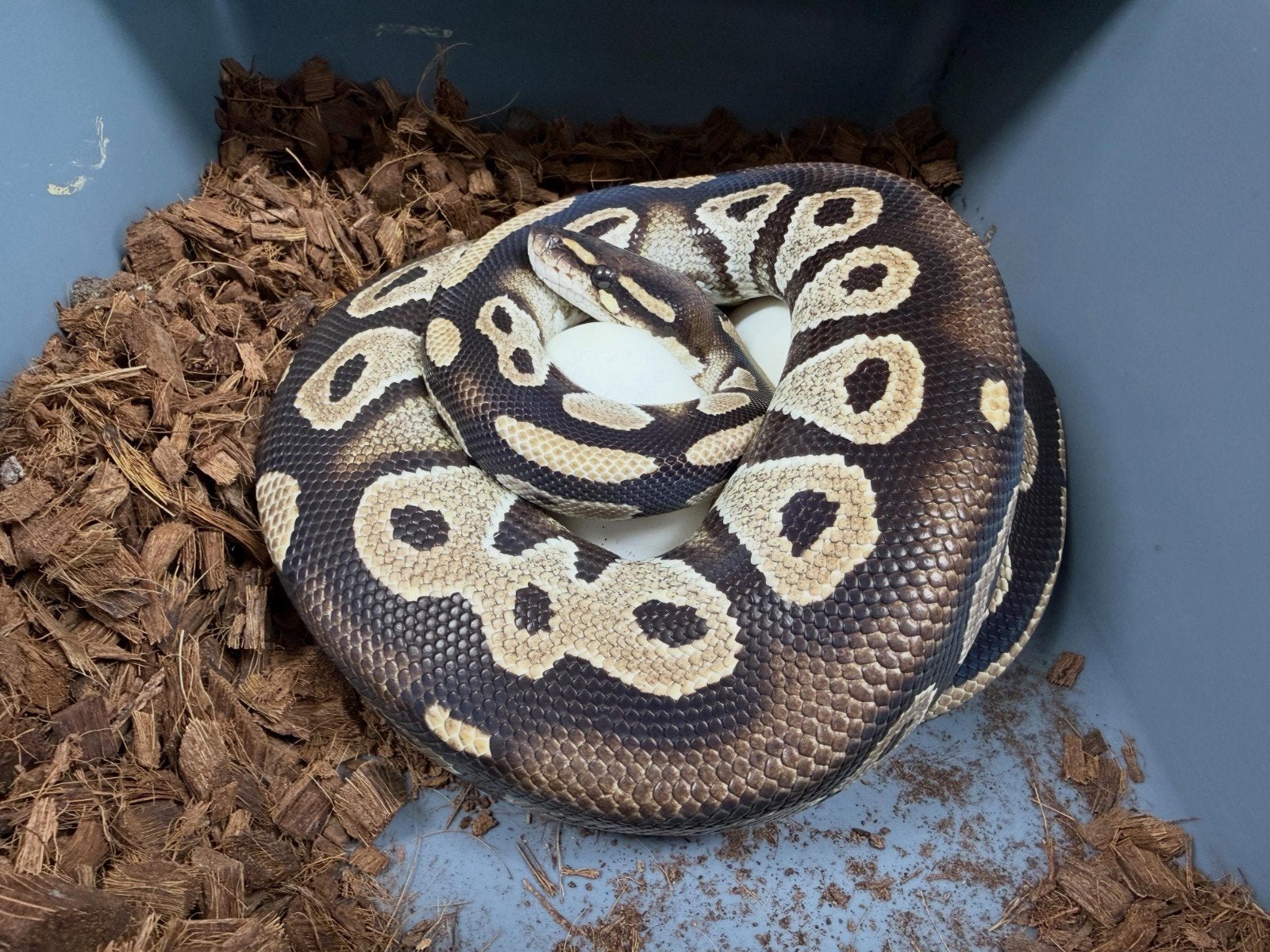 Black Head 100%Lavender Albino️ Bewezen kweekdame, Slang, 0 tot 2 jaar