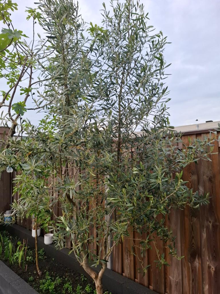 Olijfboom, Bloeit niet, 100 tot 250 cm, Olijfboom, Ophalen
