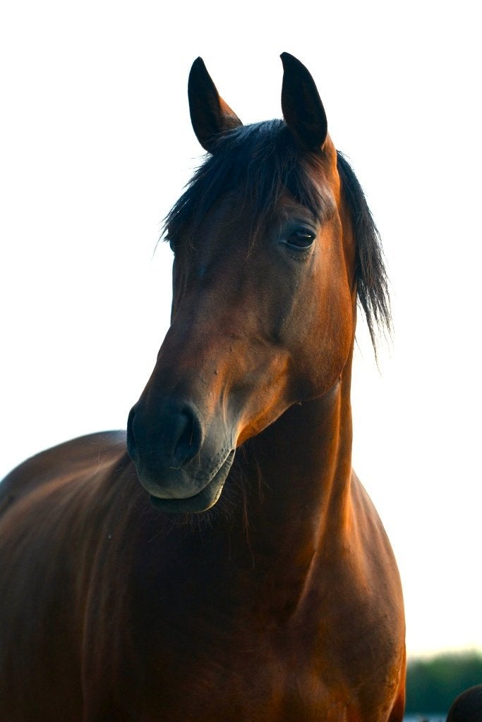 PRE merrie te koop, Dieren en Toebehoren, Merrie, Met stamboom, 160 tot 165 cm, 11 jaar of ouder