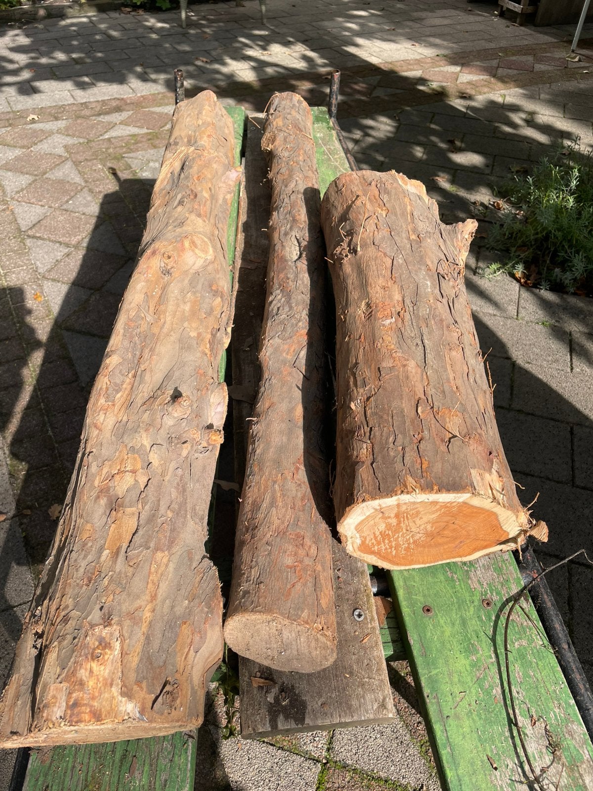 Taxus hout, Ophalen