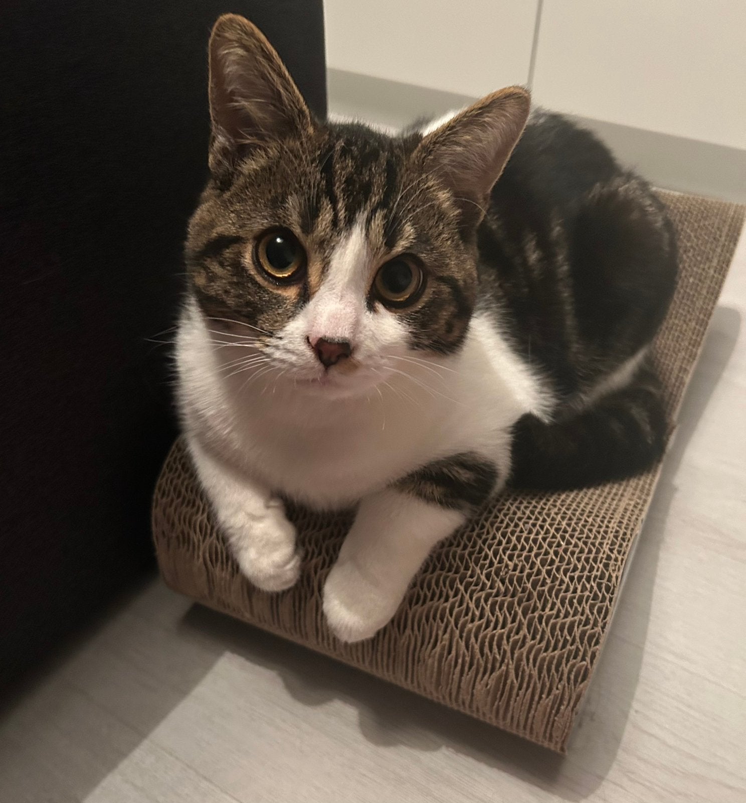 Liefdevolle huisje voor Chico, Dieren en Toebehoren, Kater