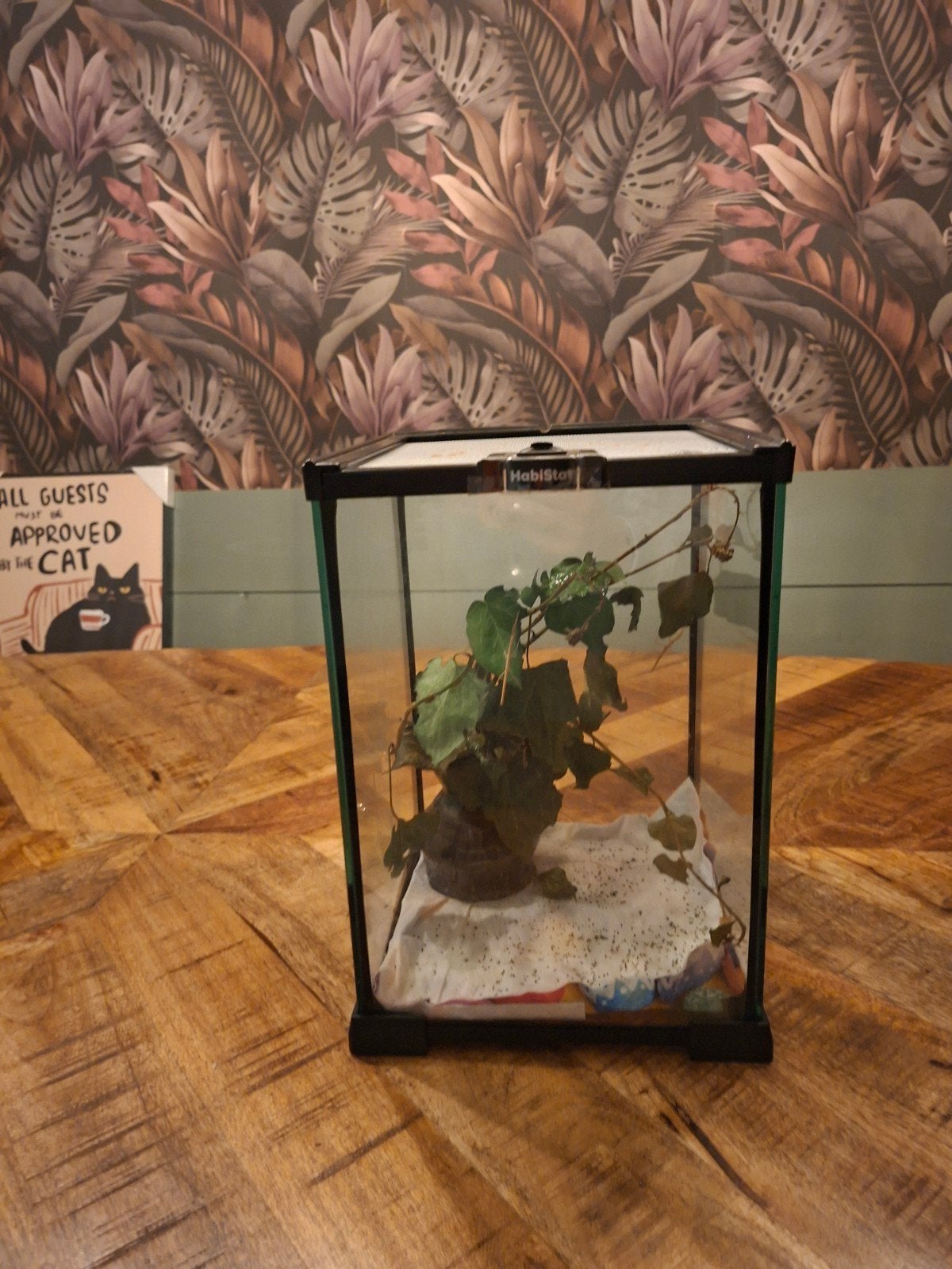 insecten terrarium, Dieren en Toebehoren, Wandelende tak