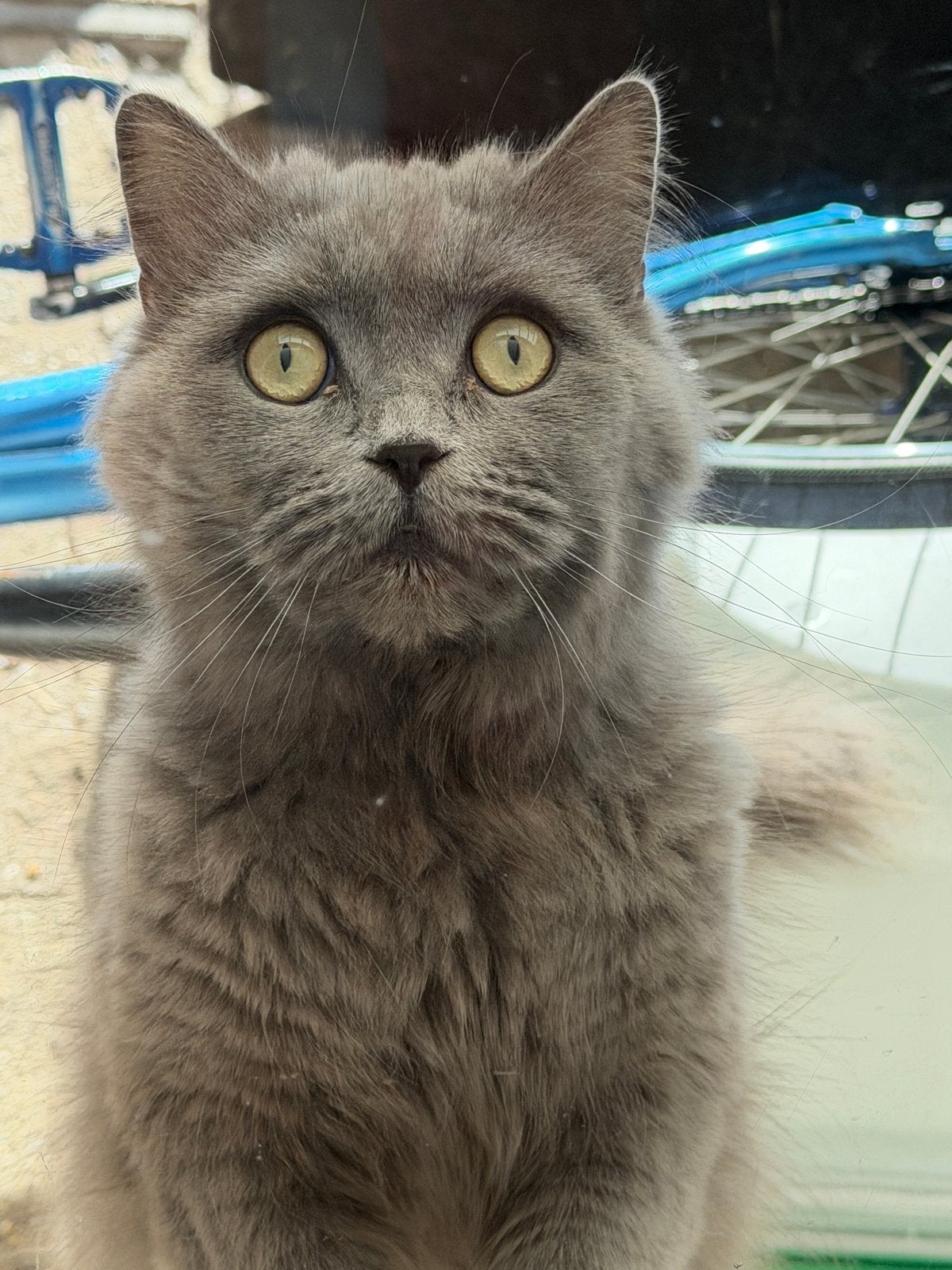 Britse korthaar poes, Dieren en Toebehoren, Poes