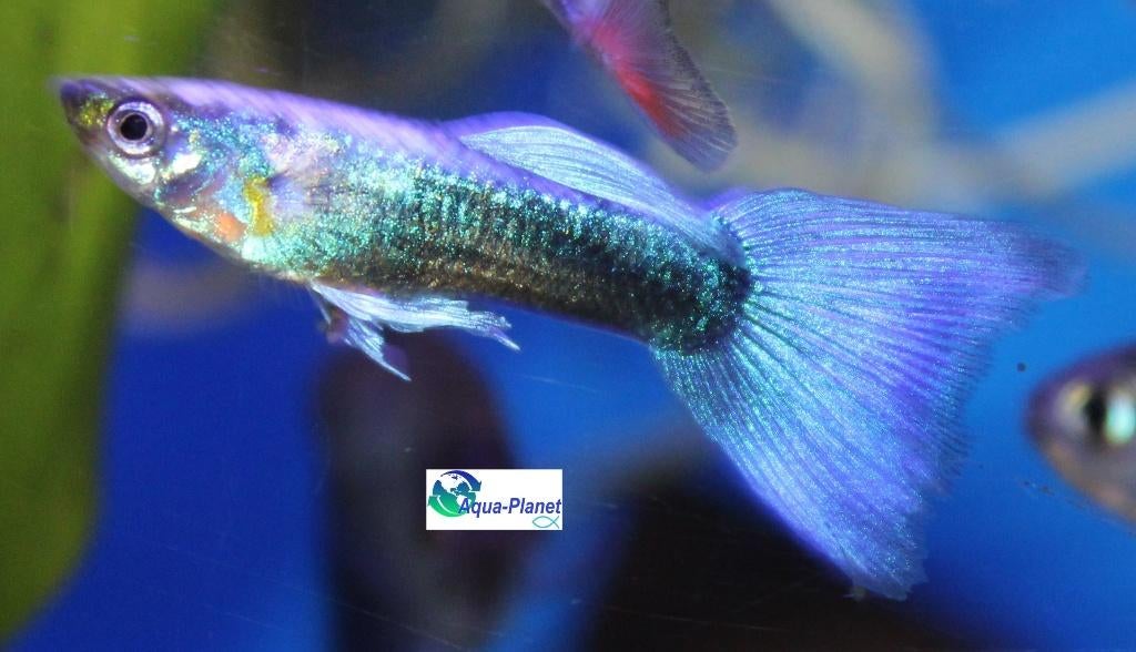 Guppy - Blue Male "Mix", Dieren en Toebehoren, Vis, Zoetwatervis