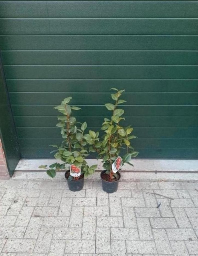 Camellia japonica dr King, Vaste plant, Halfschaduw, Zomer, Ophalen