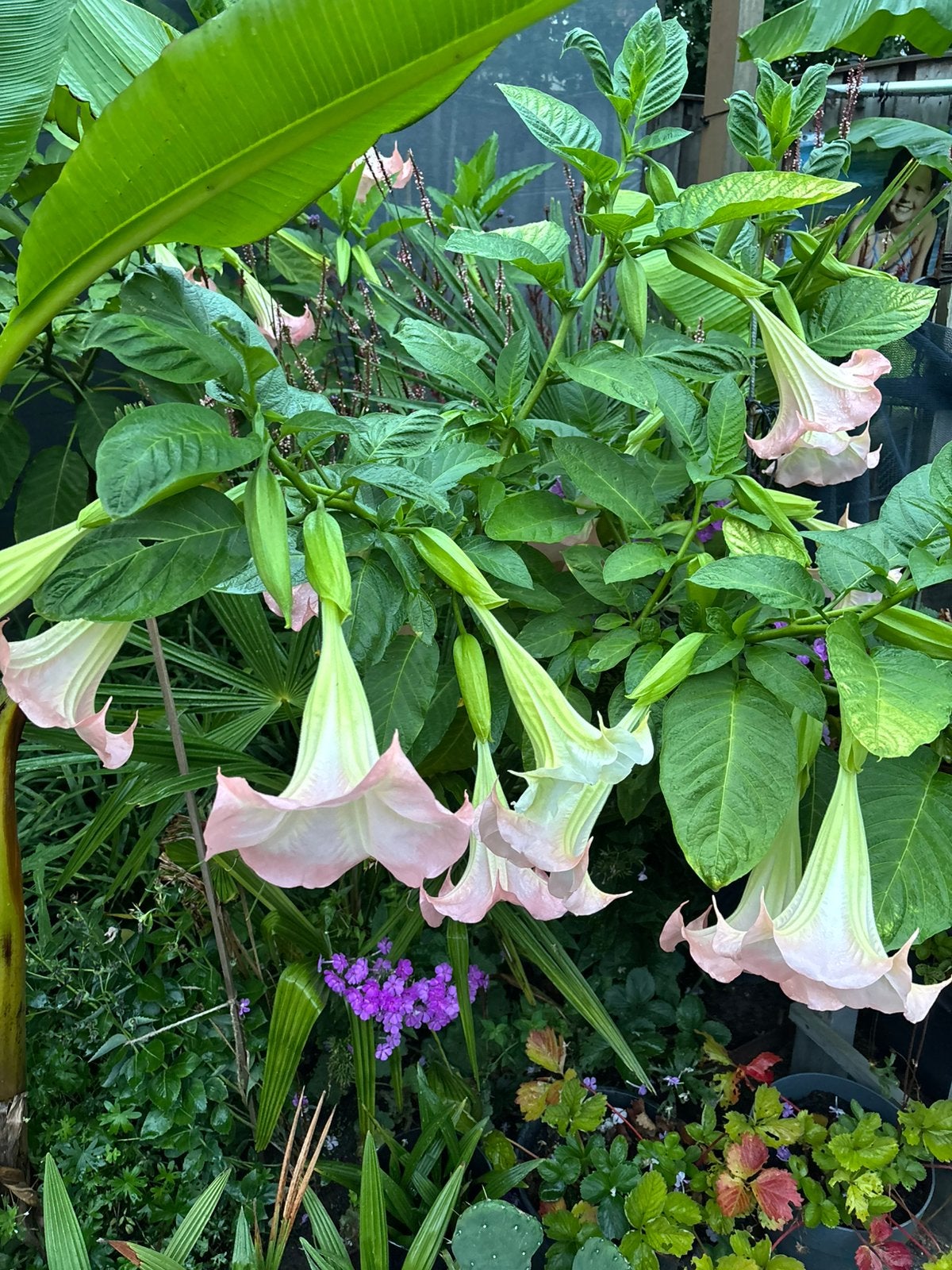 Brugmansia stekken, Tuin en Terras, Planten | Tuinplanten, Ophalen, Overige soorten, Volle zon