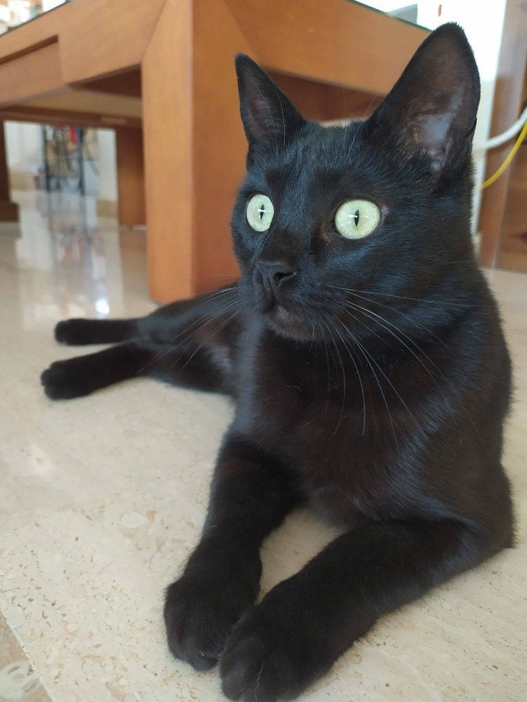 Jarela, Almendrita, 1-08-2025 gered van de straat, Dieren en Toebehoren, Poes, Kortharig, 0 tot 2 jaar