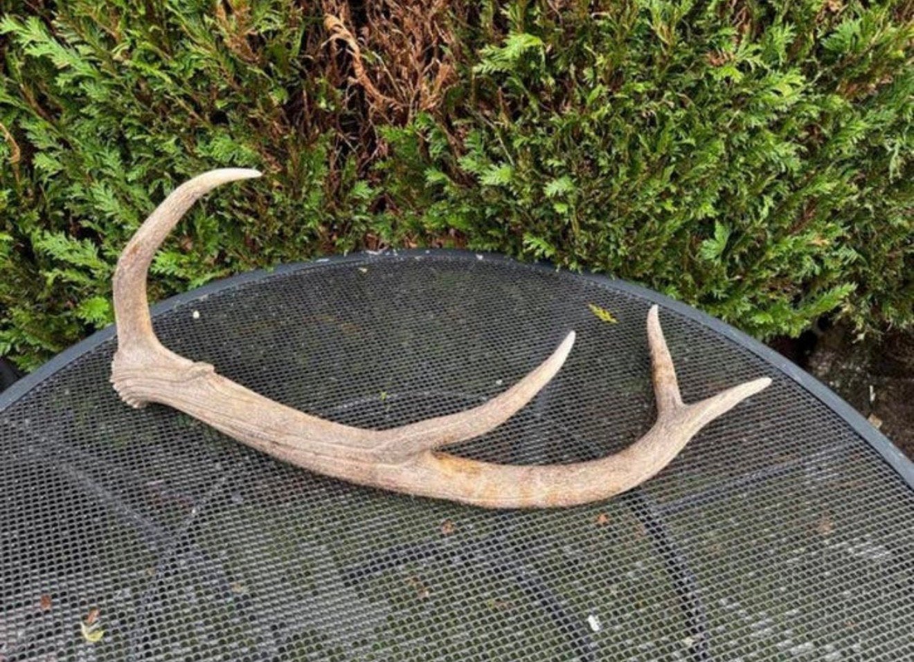 Prachtig herten gewei - Natuurlijke decoratie, Ophalen, Zo goed als nieuw