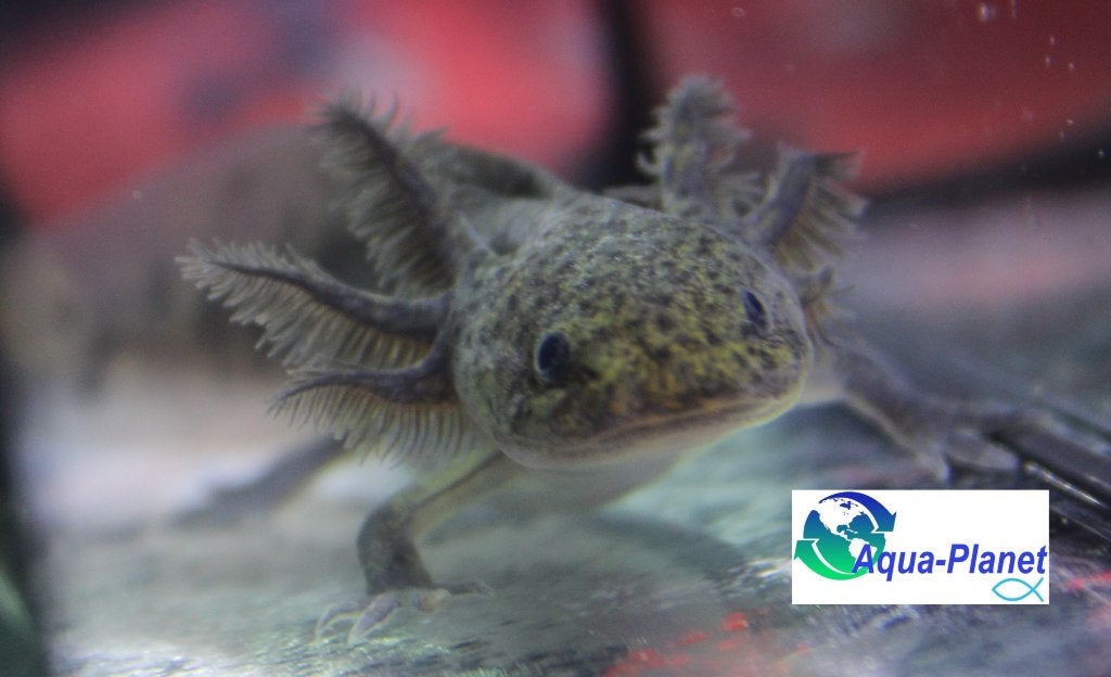 Axolotl - Melanoid (Augustus Actie!!! €14,99 pst), Amfibie, Tam, 0 tot 2 jaar