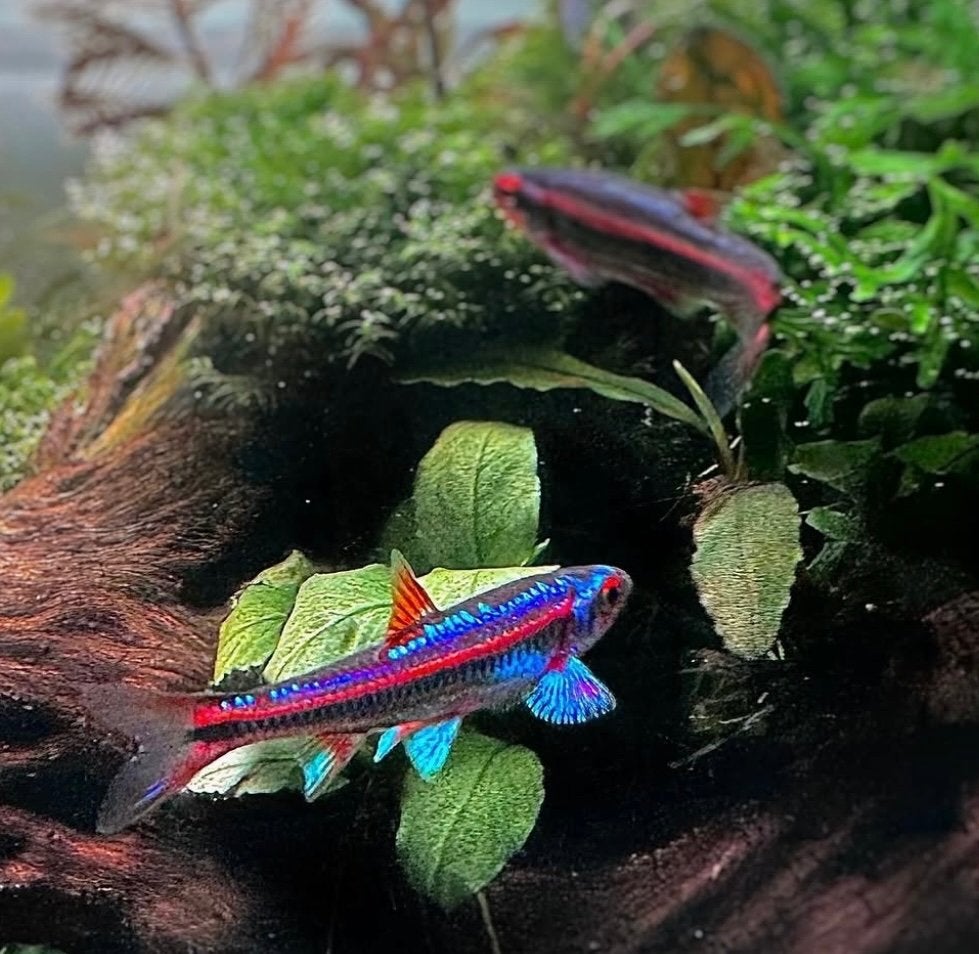 Vijvervissen! Elritsen voor vijver en aquarium! Sarasa winde, Overige soorten