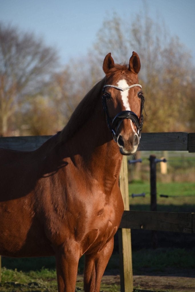 Verzorgpaard zonder kosten!, Dieren en Toebehoren, Paarden en Pony's | Verzorgingsproducten, Niet ingevuld, Niet ingevuld, Niet ingevuld