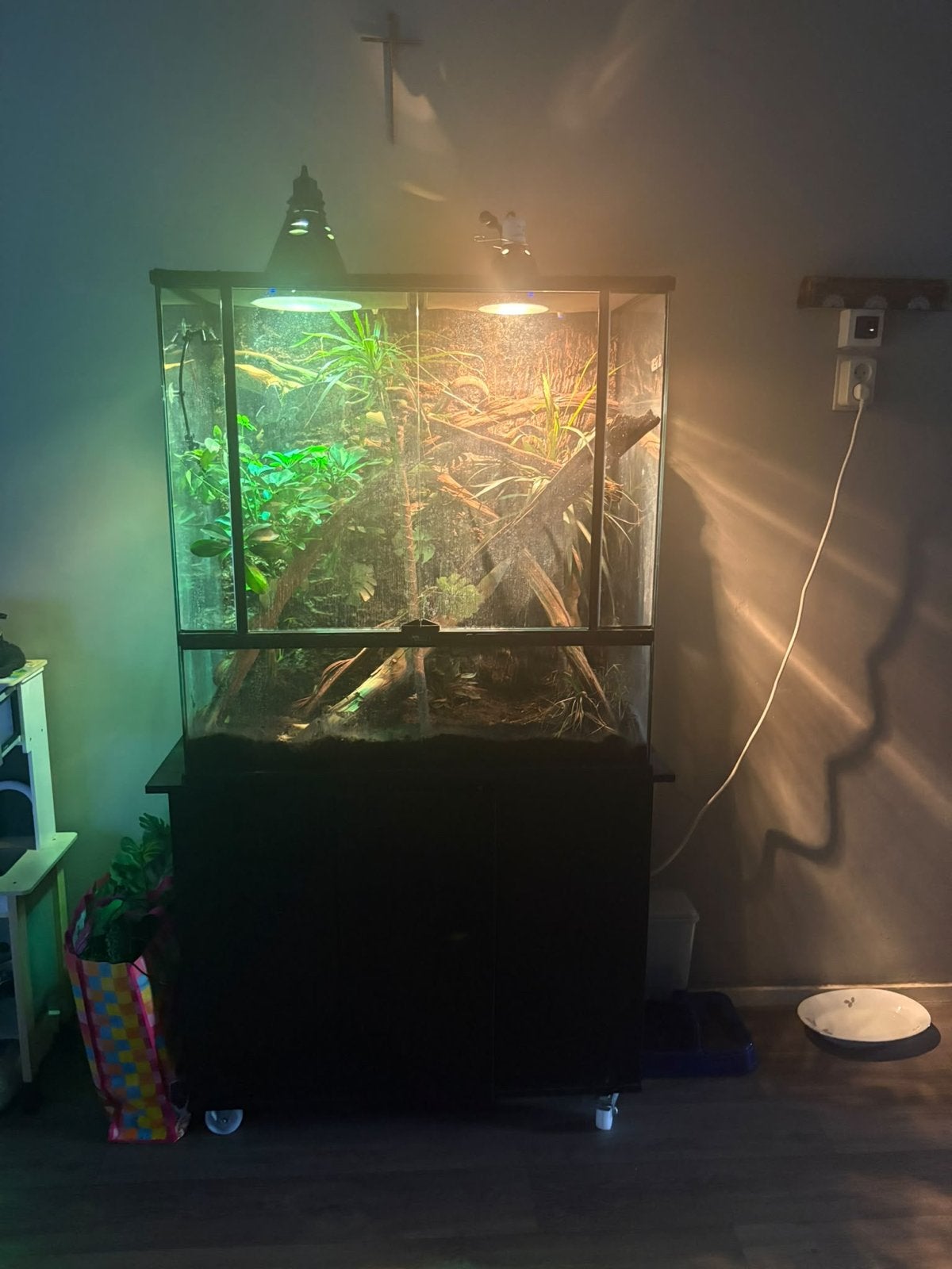 Kameleon met Terarium Chameleon photo 2