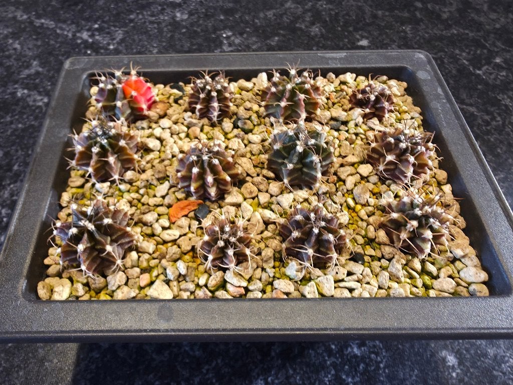 Cactussen, Ophalen, Halfschaduw, Minder dan 100 cm, Bloeiende kamerplant