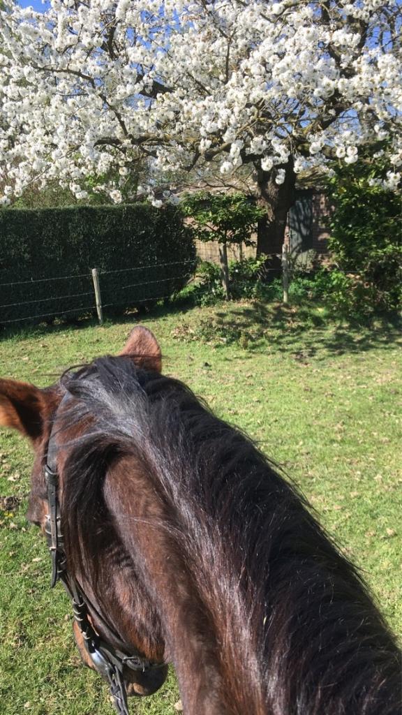 Verzorgpony gezocht!, Ophalen