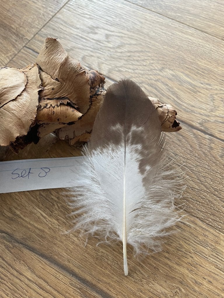 Golden eagle veer, Verzamelen, Ophalen, Nieuw, Vogel, Overige typen