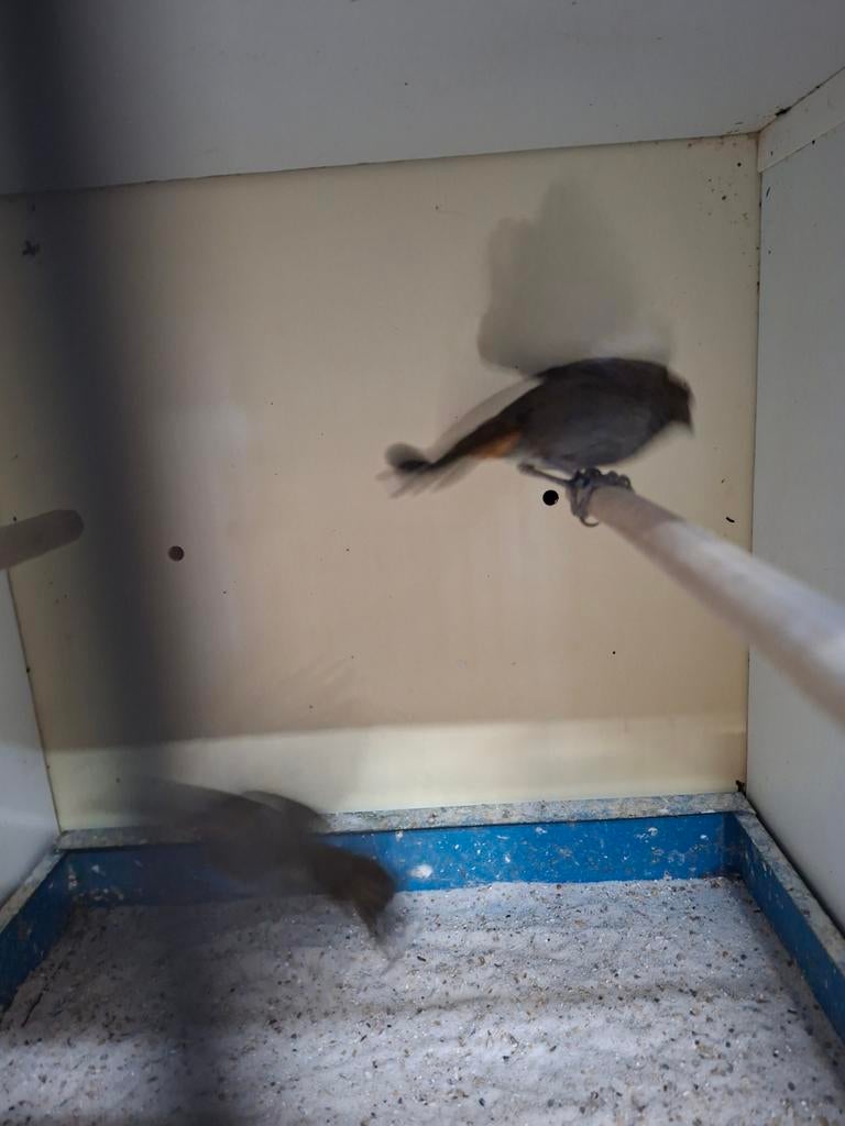 Koppel Antilliaanse goudvink, Meerdere dieren