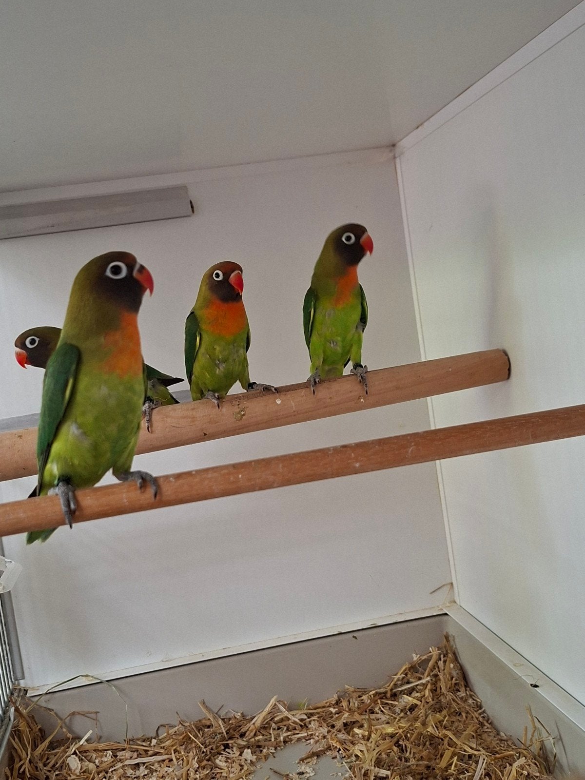 Agapornis Nigrigenis Wildkleur, Dieren en Toebehoren, Geslacht onbekend, Geringd