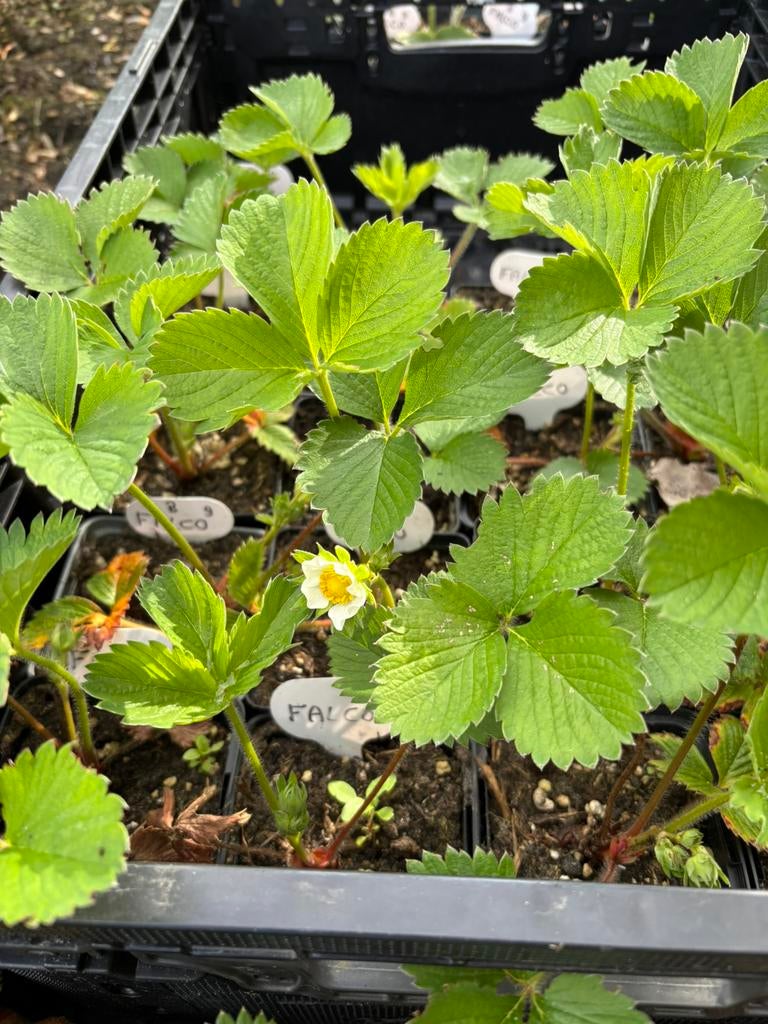 Aardbei stekken. Vele soorten, Ophalen, Overige soorten, Volle zon