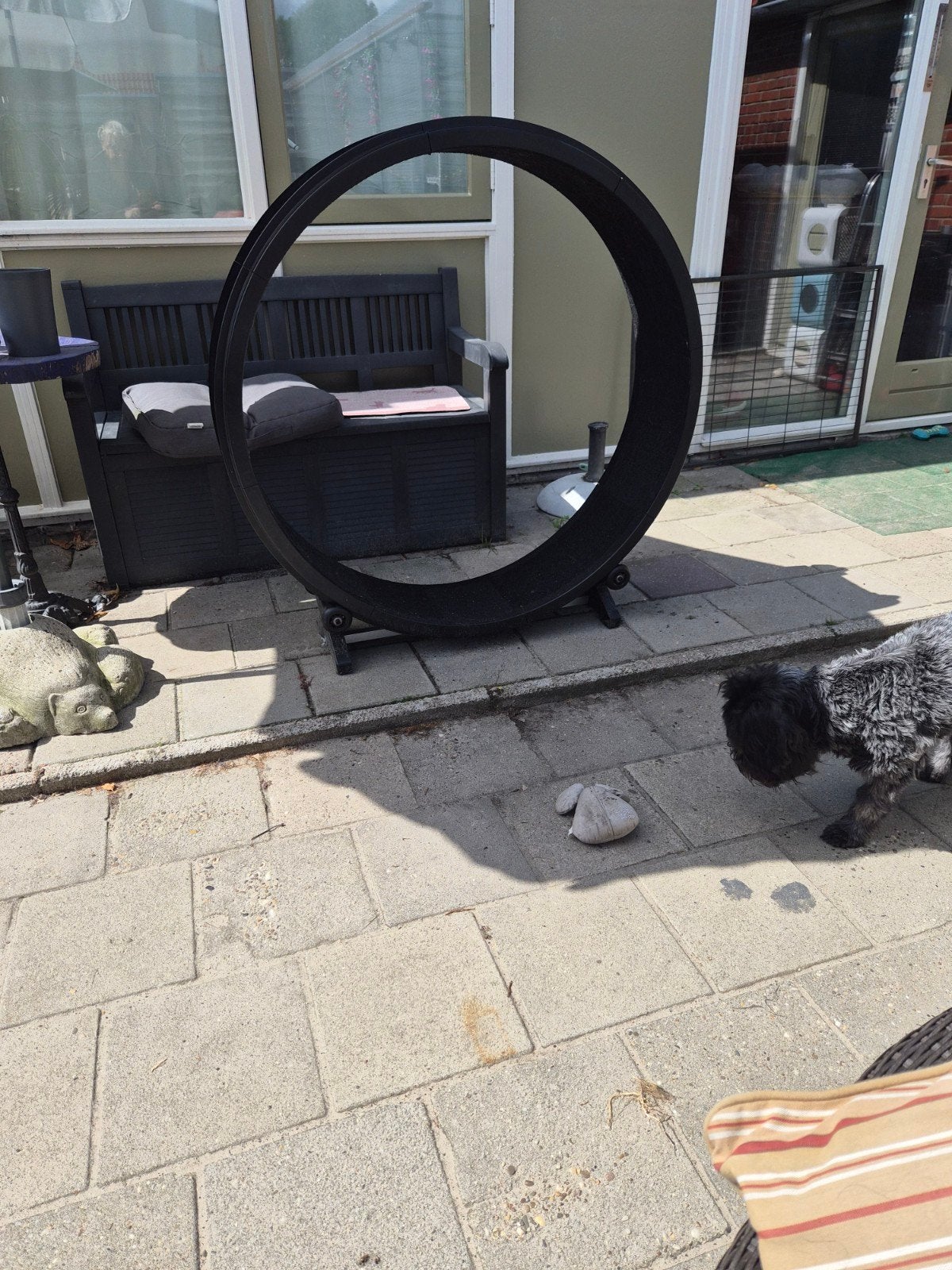 Deze mooie katten wiel voor grote katten zoals Maine Coon's, Ophalen of Verzenden, Zo goed als nieuw
