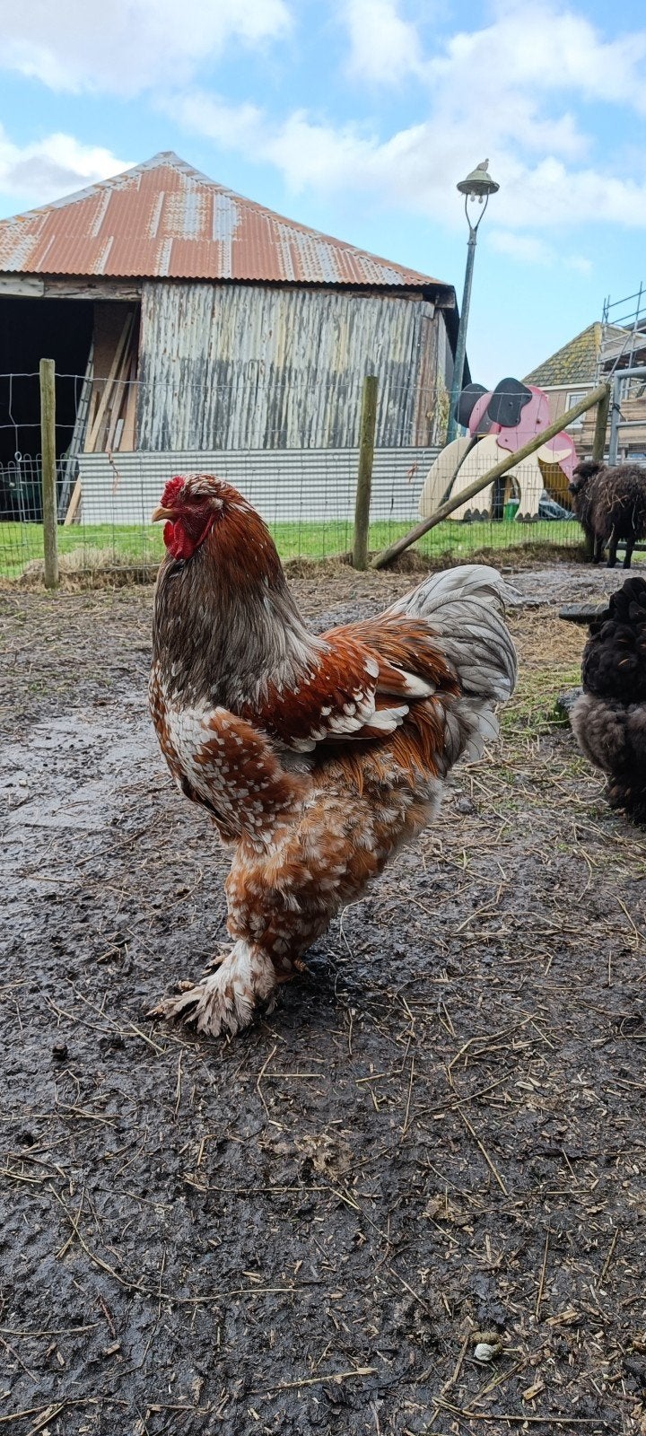 Brahma groep blauw porselein en zwart-wit gepareld, Meerdere dieren, Kip