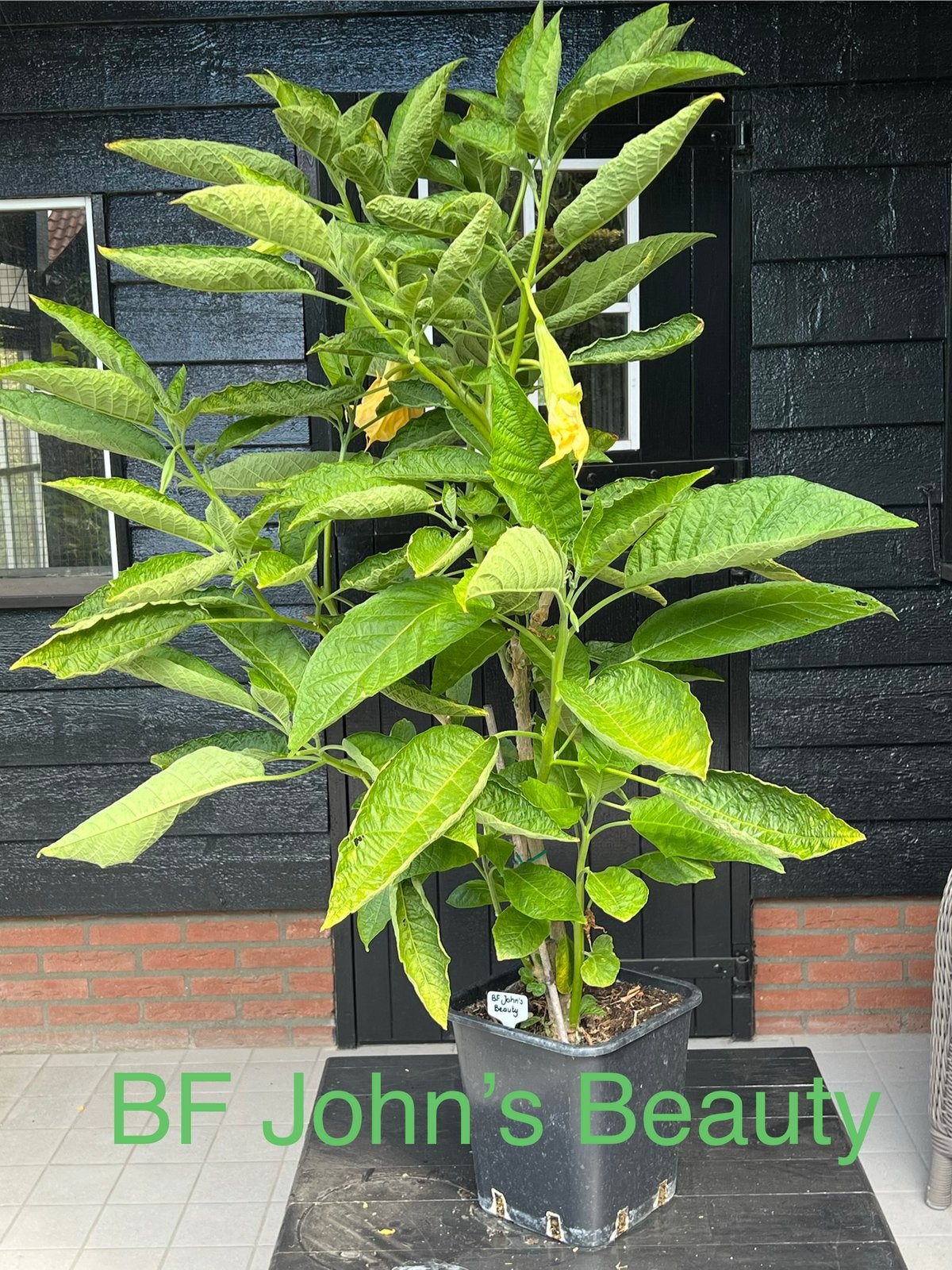 Grote brugmansia planten, Ophalen, Zomer, Overige soorten, Volle zon